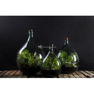 Terrarium fles XL 55L 46x46x69 cm mini ecosysteem